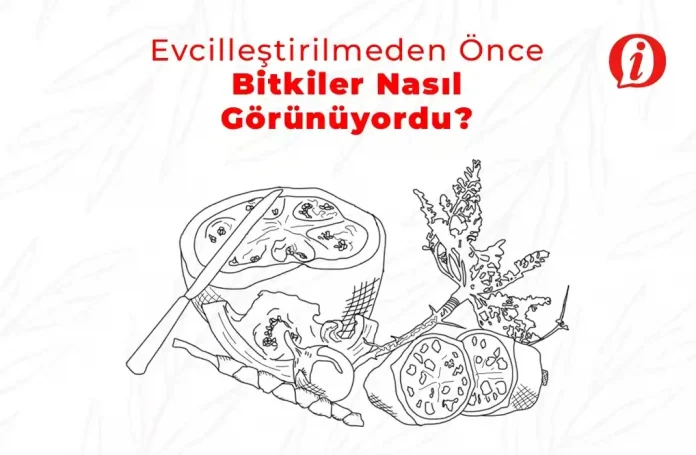 Evcilleştirmeden önce bitkiler nasıl görünüyordu
